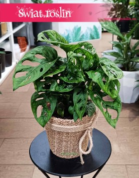 Monstera Adansonii, Monstera Adansona