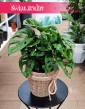 Monstera Adansonii, Monstera Adansona