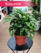 Monstera Adansonii sklep online internetowy z roślinami, Monstera Adansona
