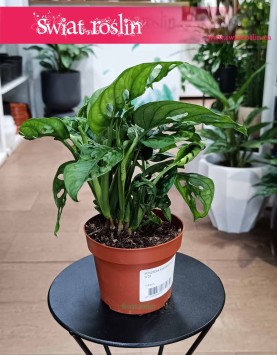 Monstera Adansonii, Monstera Adansona kwiaty doniczkowe online
