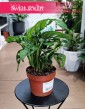 Monstera Adansonii, Monstera Adansona kwiaty doniczkowe online