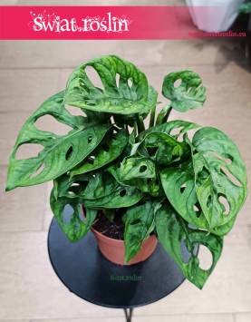 Monstera Adansonii sklep z roślinami Kraków z dostawą online, Monstera Adansona