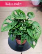 Monstera Adansonii sklep z roślinami Kraków z dostawą online, Monstera Adansona