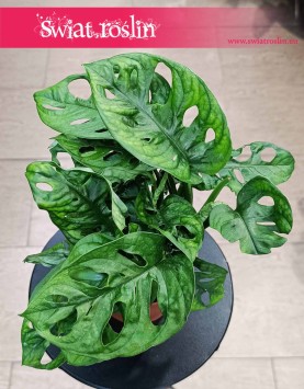 Monstera Adansonii do kupienia online z dostawą internetową w całej Polsce, Monstera Adansona