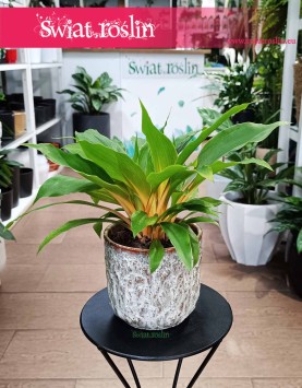 Zielistka Fire Flash, Chlorophytum Fire Flash