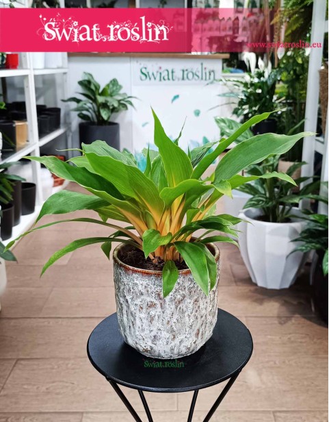 Zielistka Fire Flash, Chlorophytum Fire Flash