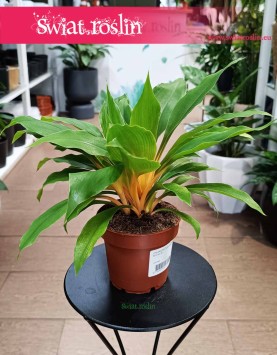 Zielistka Fire Flash do kupienia internetowo online z dostawą, Chlorophytum Fire Flash