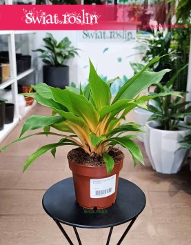 Zielistka Fire Flash do biura do firmy do restauracji do kawiarni, Chlorophytum Fire Flash