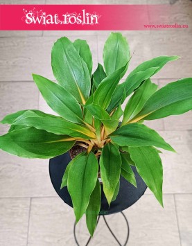 Zielistka Fire Flash kup w Krakowie lub internetowo z dostawą online, Chlorophytum Fire Flash