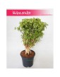 Polyscias Hawaiiana Ming, Aralia Hawaiiana Ming 2