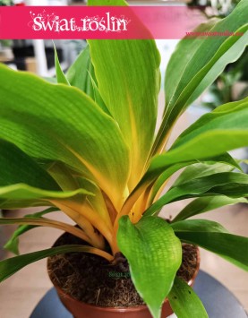 Zielistka Fire Flash kolekcjonerska roślina przyjazna zwierzętom, Chlorophytum Fire Flash