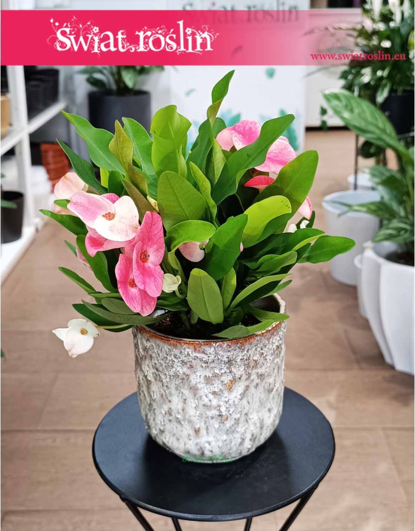 Euphorbia Milii Charlotte Pink, Wilczomlecz Milii Charlotte Pink