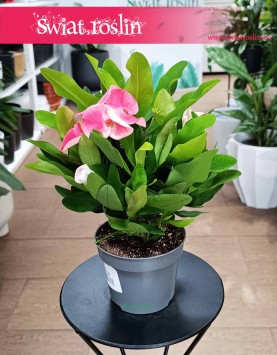 Euphorbia Milii Charlotte Pink do kupienia internetowo online z dostawą, Wilczomlecz Milii Charlotte Pink