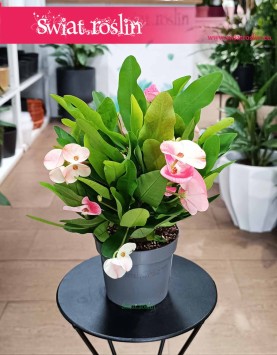 Euphorbia Milii Charlotte Pink na parapet do biura do firmy do restauracji na stolik, Wilczomlecz Milii Charlotte Pink