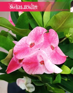 Euphorbia Milii Charlotte Pink sklep online internetowy, Wilczomlecz Milii Charlotte Pink