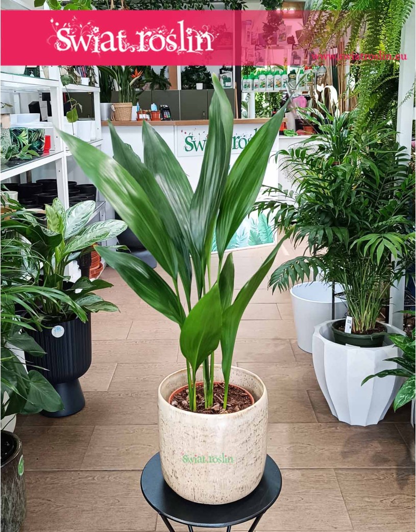 Aspidistra Wyniosła Elatior