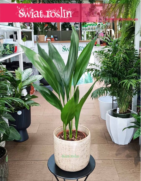 Aspidistra Wyniosła Elatior
