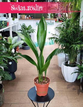 Aspidistra Wyniosła kup online z wysyłką, Aspidistra Elatior, roślina Żelazny liść