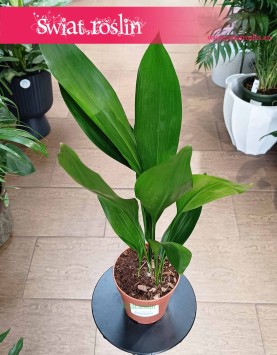Aspidistra Wyniosła sklep internetowy online z dostawą, Aspidistra Elatior, roślina Żelazny liść