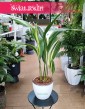 Aspidistra Wyniosła Variegata, Aspidistra Elatior Variegata, Żelazny liść Variegata