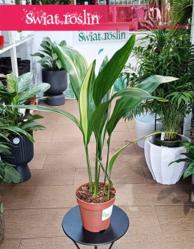 Aspidistra Wyniosła Variegata kolekcjonerska do kupienia w sklepie online z dostawą, Aspidistra Elatior Variegata