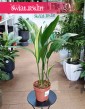 Aspidistra Wyniosła Variegata kolekcjonerska do kupienia w sklepie online z dostawą, Aspidistra Elatior Variegata