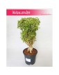 Polyscias Hawaiiana Ming, Aralia Hawaiiana Ming 4
