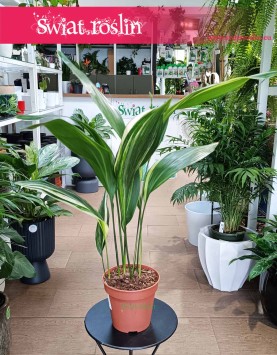 Aspidistra Wyniosła Variegata sklep internetowy online kup z dostawą, Aspidistra Elatior Variegata