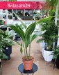 Aspidistra Wyniosła Variegata sklep internetowy online kup z dostawą, Aspidistra Elatior Variegata