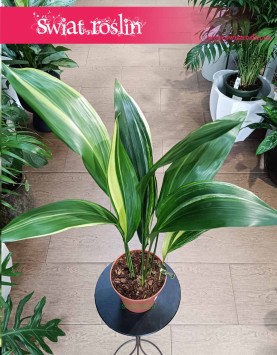 Aspidistra Wyniosła Variegata, Aspidistra Elatior Variegata do kupienia w Krakowie lub online z dostawą pod drzwi