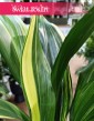Aspidistra Wyniosła Variegata popularna i modna roślina doniczkowa z dostawą, Aspidistra Elatior Variegata