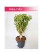 Polyscias Hawaiiana Ming, Aralia Hawaiiana Ming 5