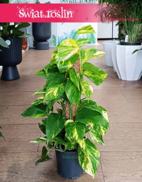 Małe Epipremnum Aureum na paliku do kupienia w Krakowie lub z dostawą, Małe Epipremnum Złocistena paliku