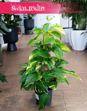 Małe Epipremnum Aureum na paliku do kupienia online z dostawą , Małe Epipremnum Złocistena paliku