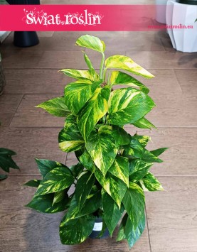 Małe Epipremnum Aureum na paliku najlepsza cena i jakość, Małe Epipremnum Złocistena paliku