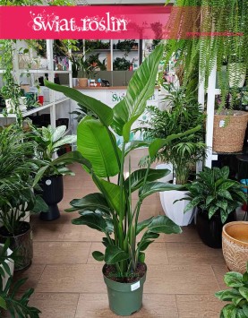 Duża Strelicja Nicolai, wielka Strelitzia Nicolai, Duża Strelicja Biała - kilka rozet, sklep internetowy, wysyłka roślin