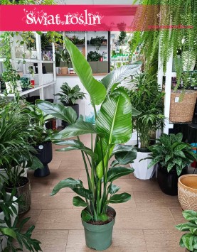 Duża Strelicja Nicolai, wielka Strelitzia Nicolai, Duża Strelicja Biała internetowy sklep z roślinami