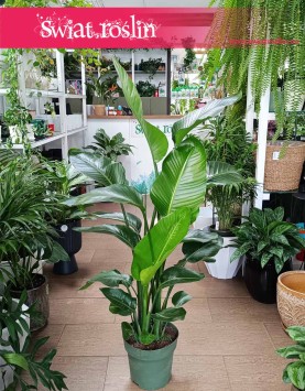 Duża Strelicja Nicolai, wielka Strelitzia Nicolai, Duża Strelicja Biała sklep w Krakowie małopolska