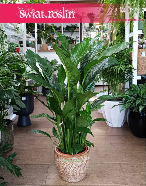 Skrzydłokwiat Sweet Sebastiano, Spathiphyllum Sweet Sebastiano