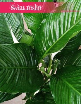 Skrzydłokwiat Sweet Sebastiano sklep internetowy online, Spathiphyllum Sweet Sebastiano