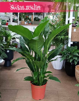 Skrzydłokwiat Sweet Sebastiano kup w popularnym sklepie z roślinami, Spathiphyllum Sweet Sebastiano,