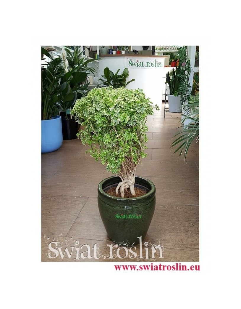 Polyscias Hawaiiana Ming, Aralia Hawaiiana Ming, Świat Roślin, kwiaty doniczkowe, rośliny doniczkowe