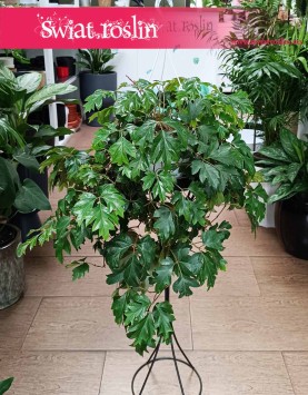 Cissus Rombolistny Ellen Danica, Cisus Rombolistny Ellen Danica