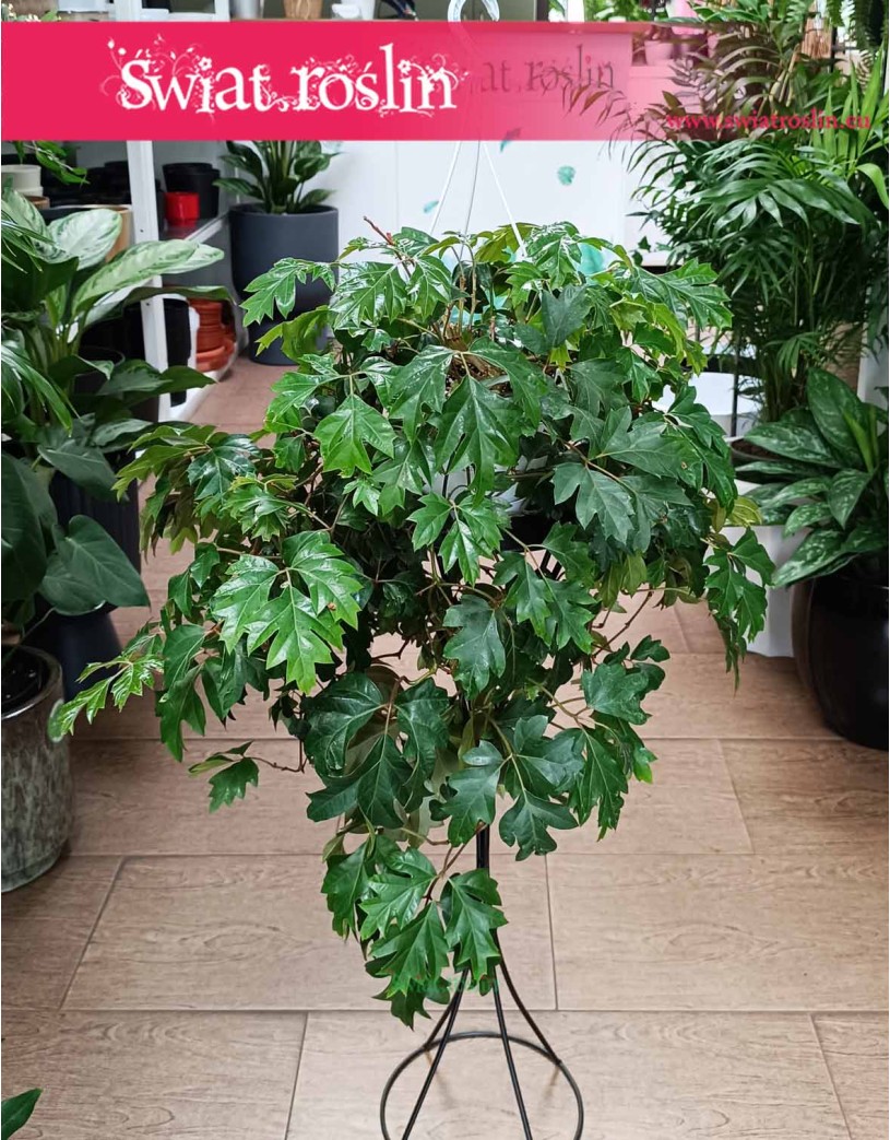 Cissus Rombolistny Ellen Danica, Cisus Rombolistny Ellen Danica