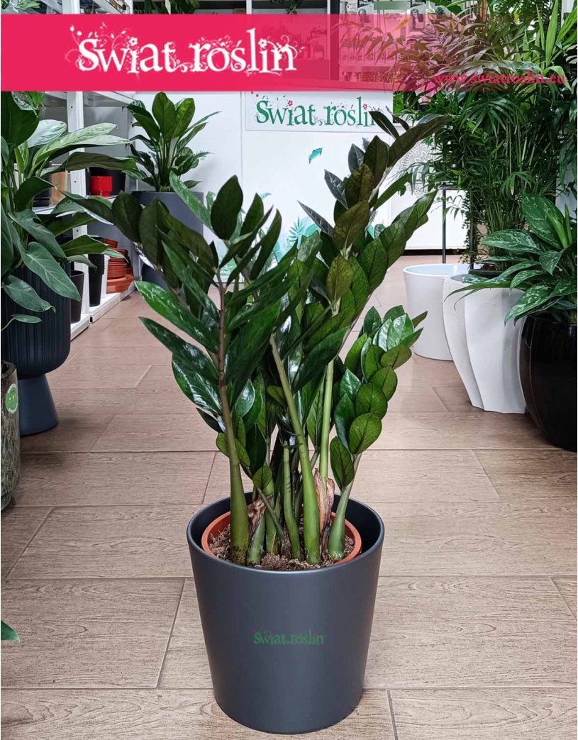 Zamioculcas Zamiifolia Super Nova, Zamiokulkas Zamiolistny Super Nova