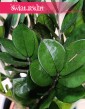 Zamioculcas Zamiifolia Super Nova kup w Krakowie lub online w sklepie Świat Roślin, Zamiokulkas Zamiolistny Super Nova
