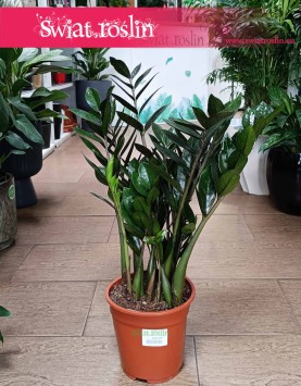 Zamioculcas Zamiifolia Super Nova odporna roślina do początkujących z dostawą ze sklepu, Zamiokulkas Zamiolistny Super Nova
