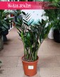 Zamioculcas Zamiifolia Super Nova odporna roślina do początkujących z dostawą ze sklepu, Zamiokulkas Zamiolistny Super Nova