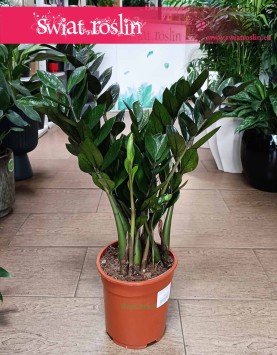 Zamioculcas Zamiifolia Super Nova do kupienia w sklepie internetowym online z dostawą, Zamiokulkas Zamiolistny Super Nova