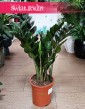 Zamioculcas Zamiifolia Super Nova do kupienia w sklepie internetowym online z dostawą, Zamiokulkas Zamiolistny Super Nova